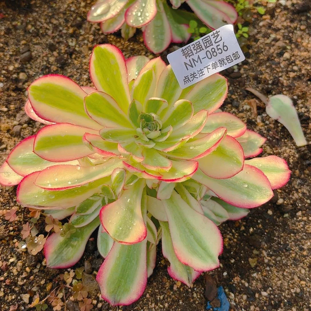 倾城多肉植物二号856