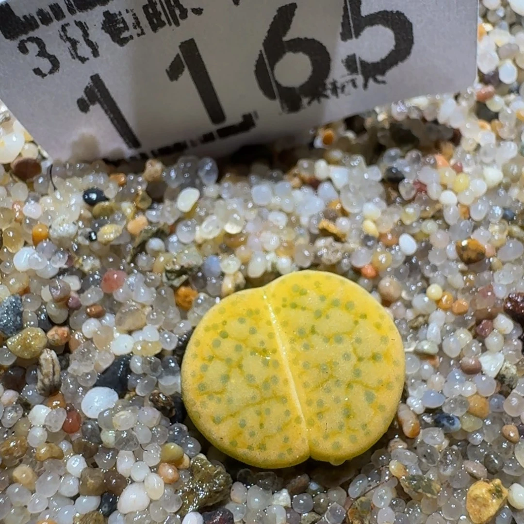 zzzz精品生石花1165