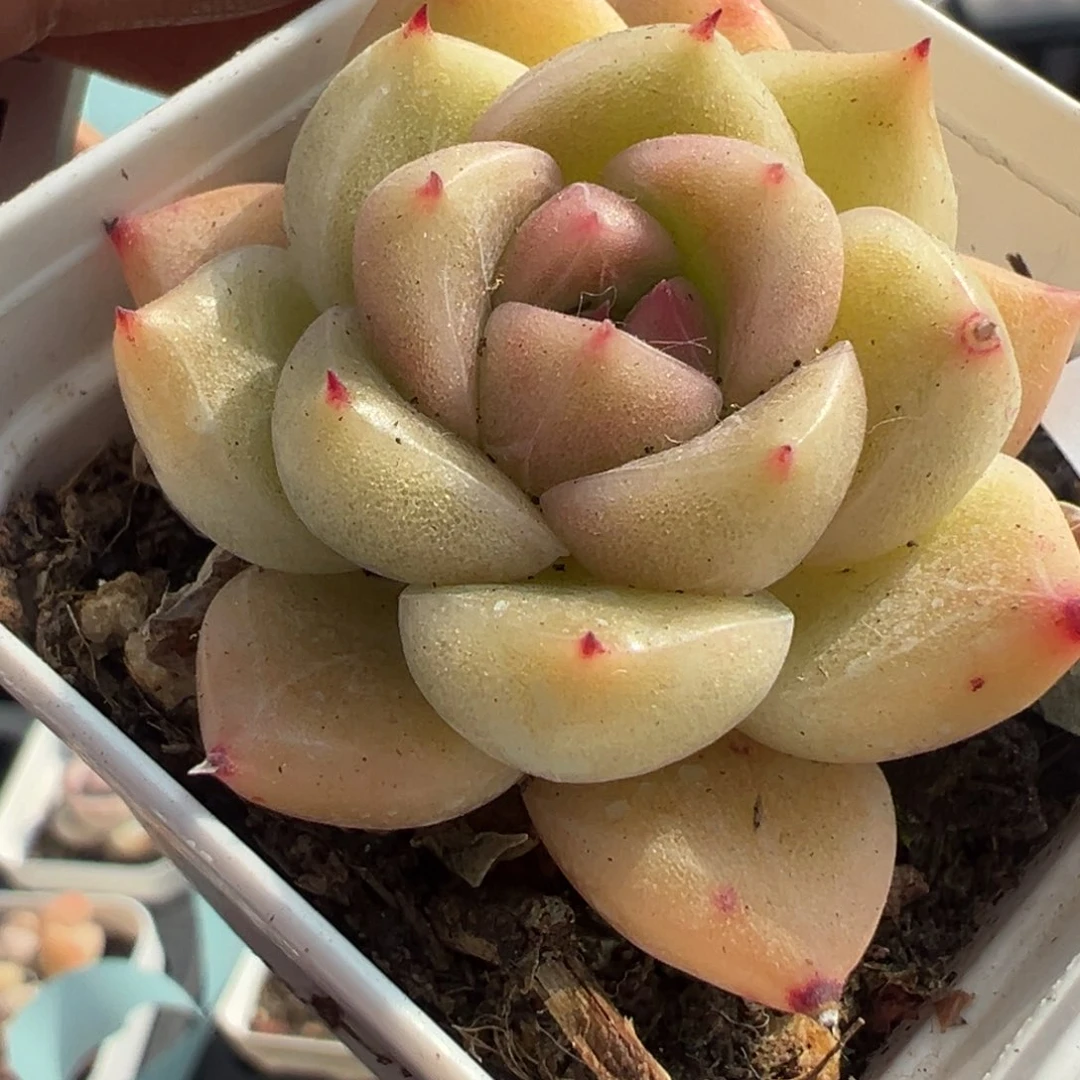 小卡拉米糖心一物一拍8-39