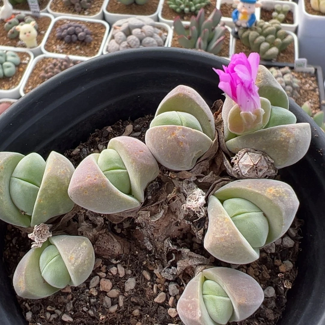 124多肉植物百科植物