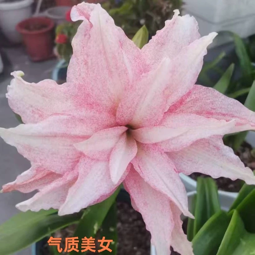 【重瓣中球】朱顶红自然球，各种日澳台越朱，裸根发货包对版