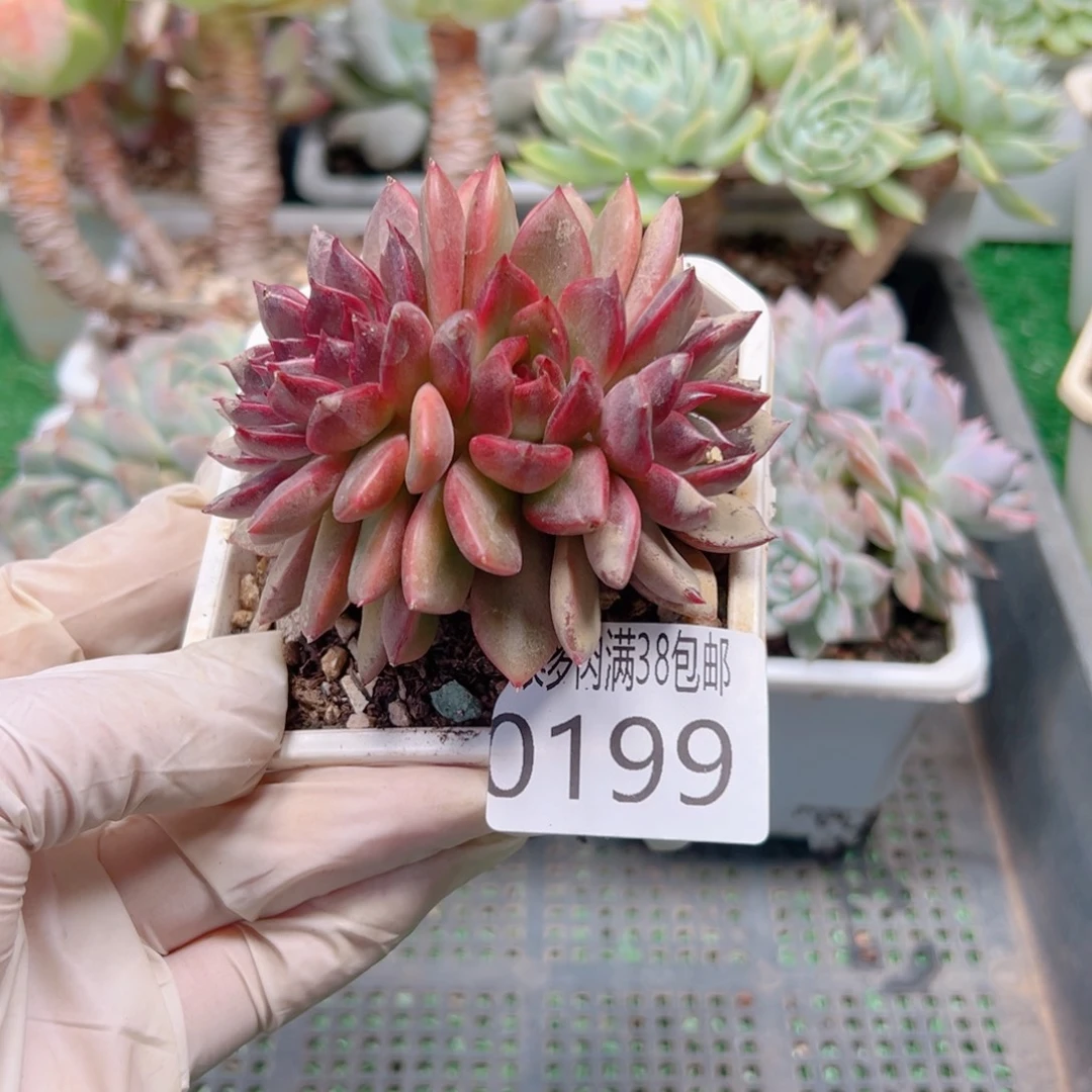 多肉一物一拍植物0199