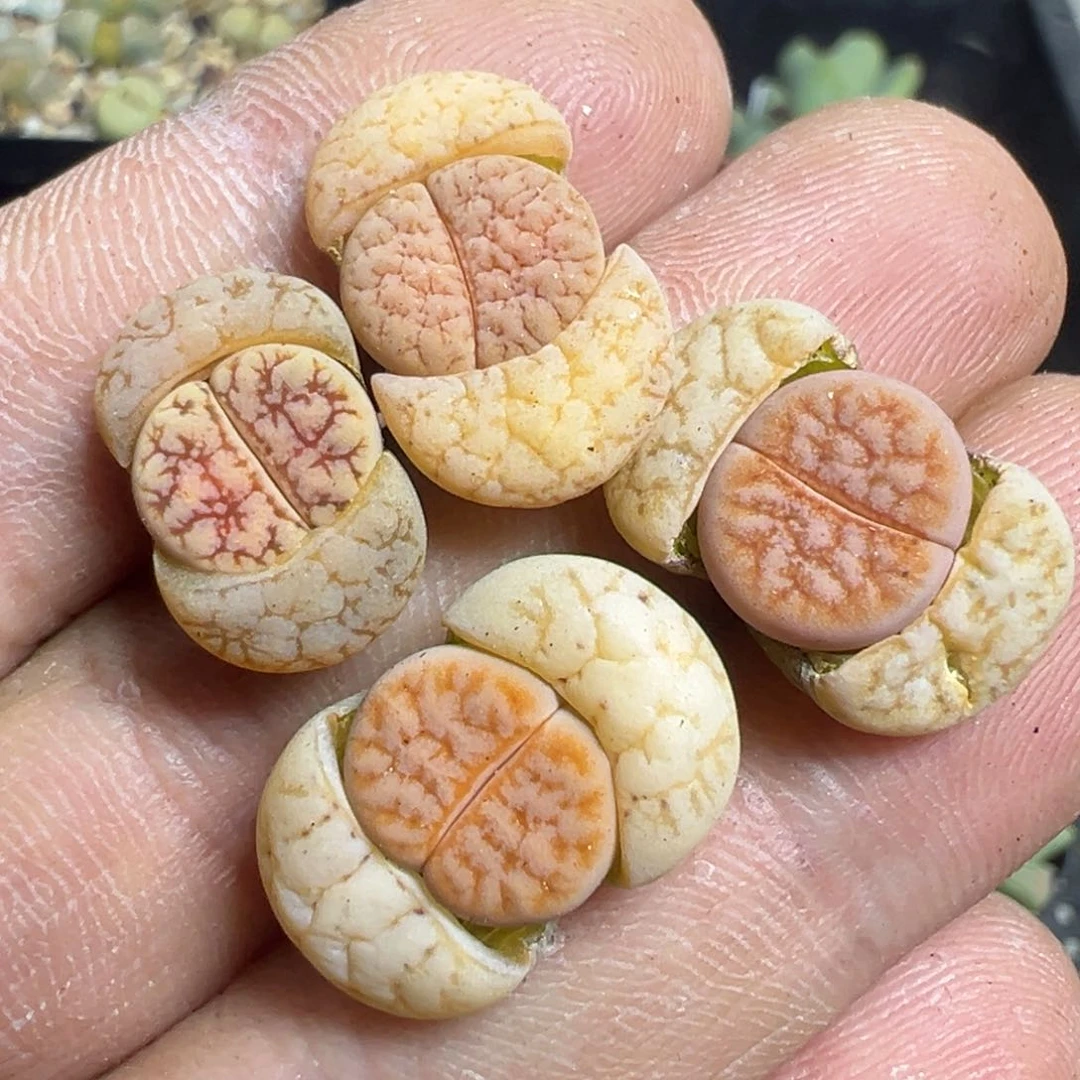 【闪购商品】 936。