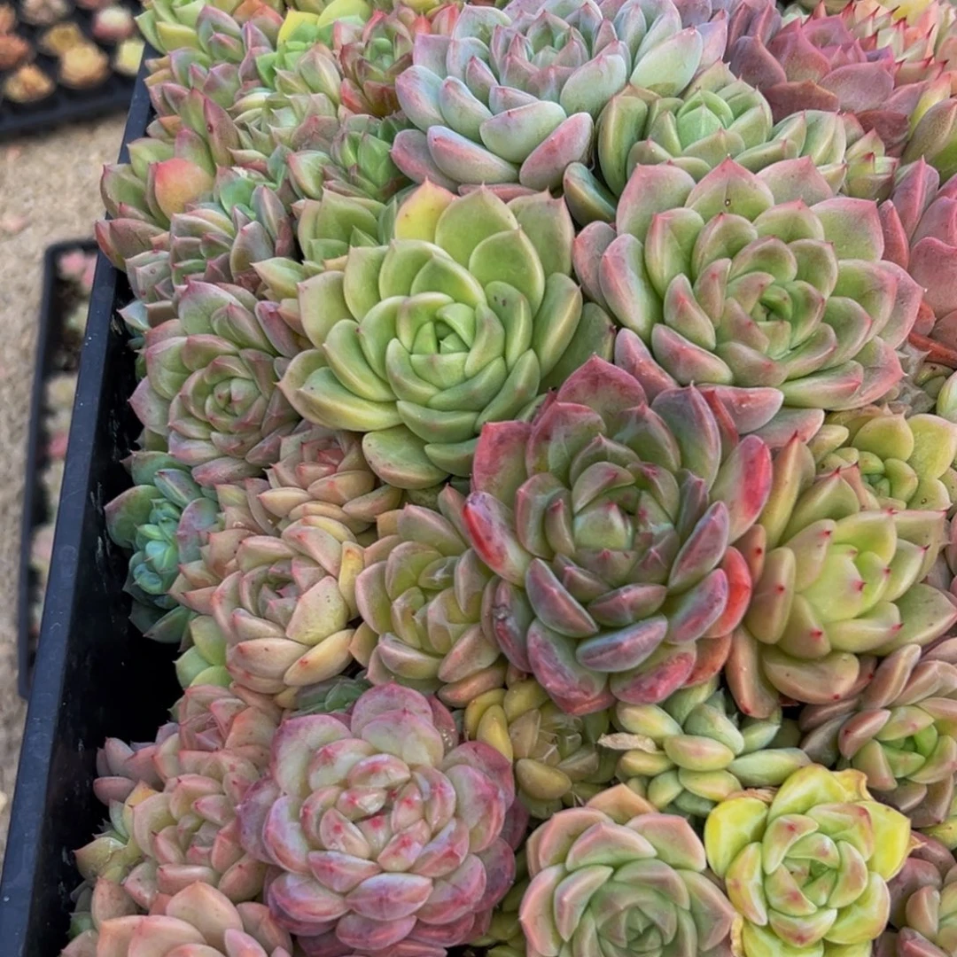 392大热的小伙伴们快去