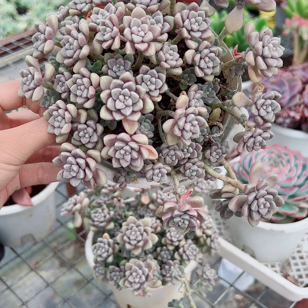 丸叶姬秋丽多头大盆带盆土