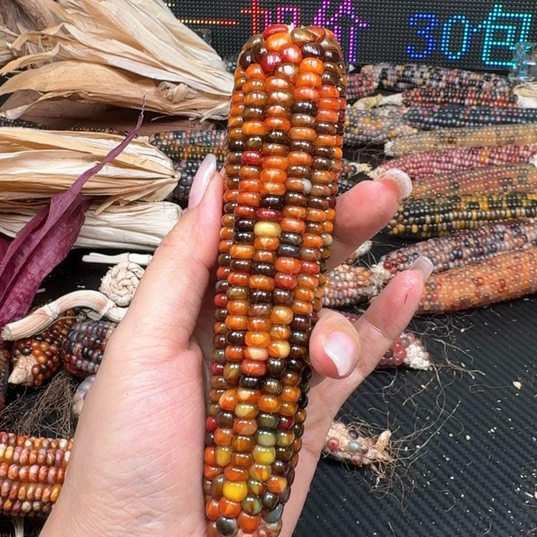 柏香籽/百香籽吊坠熬****东