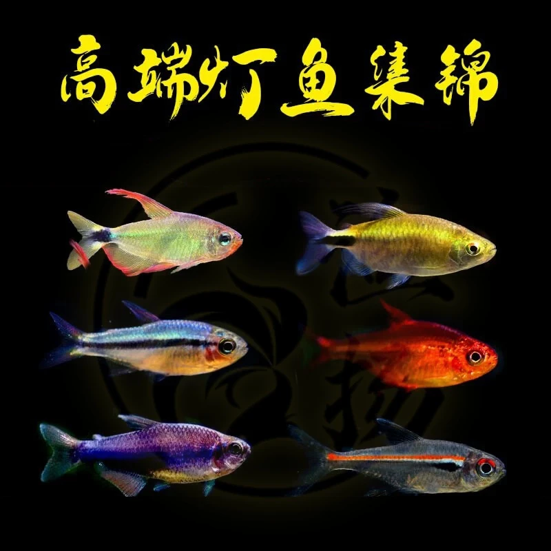 【直播专用】彩虹绿刚果