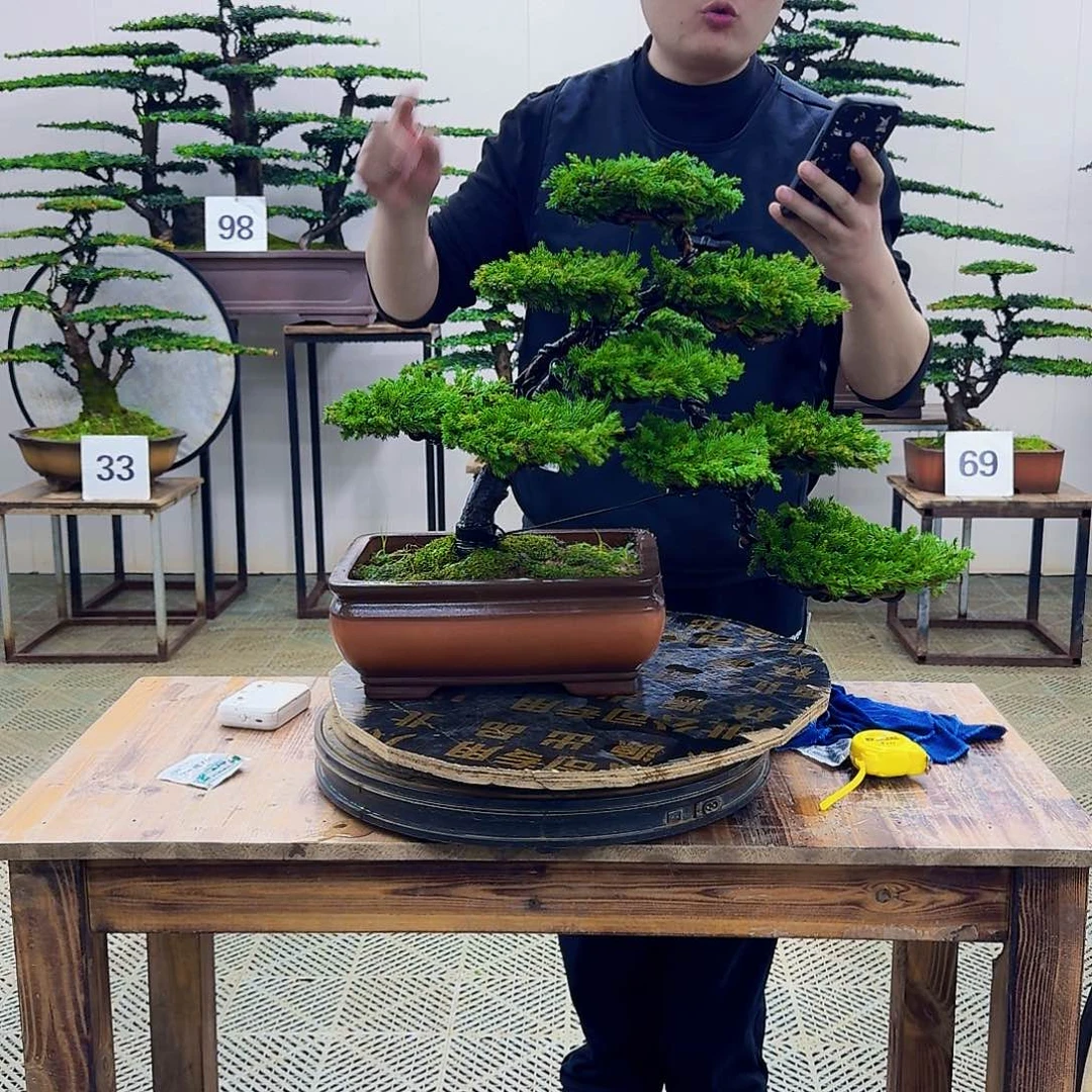 无花朵柏树造型盆景