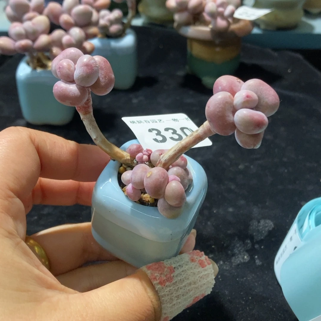 330糖果腰子蛋带盆土