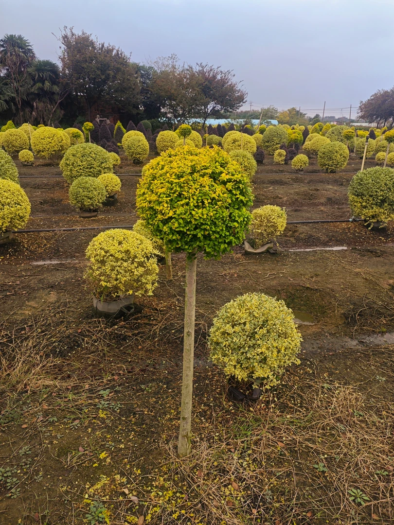 亮晶球棒棒糖爱心造型树室外庭院别墅盆栽植物