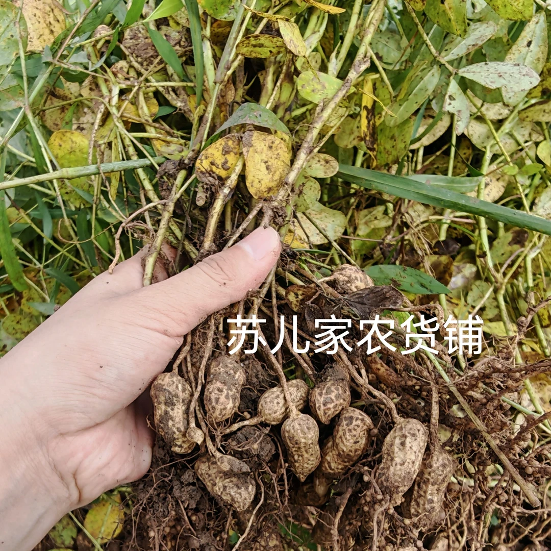2025年湖南农家自种新鲜现挖带壳湿花生可水煮生吃当季粉皮花生