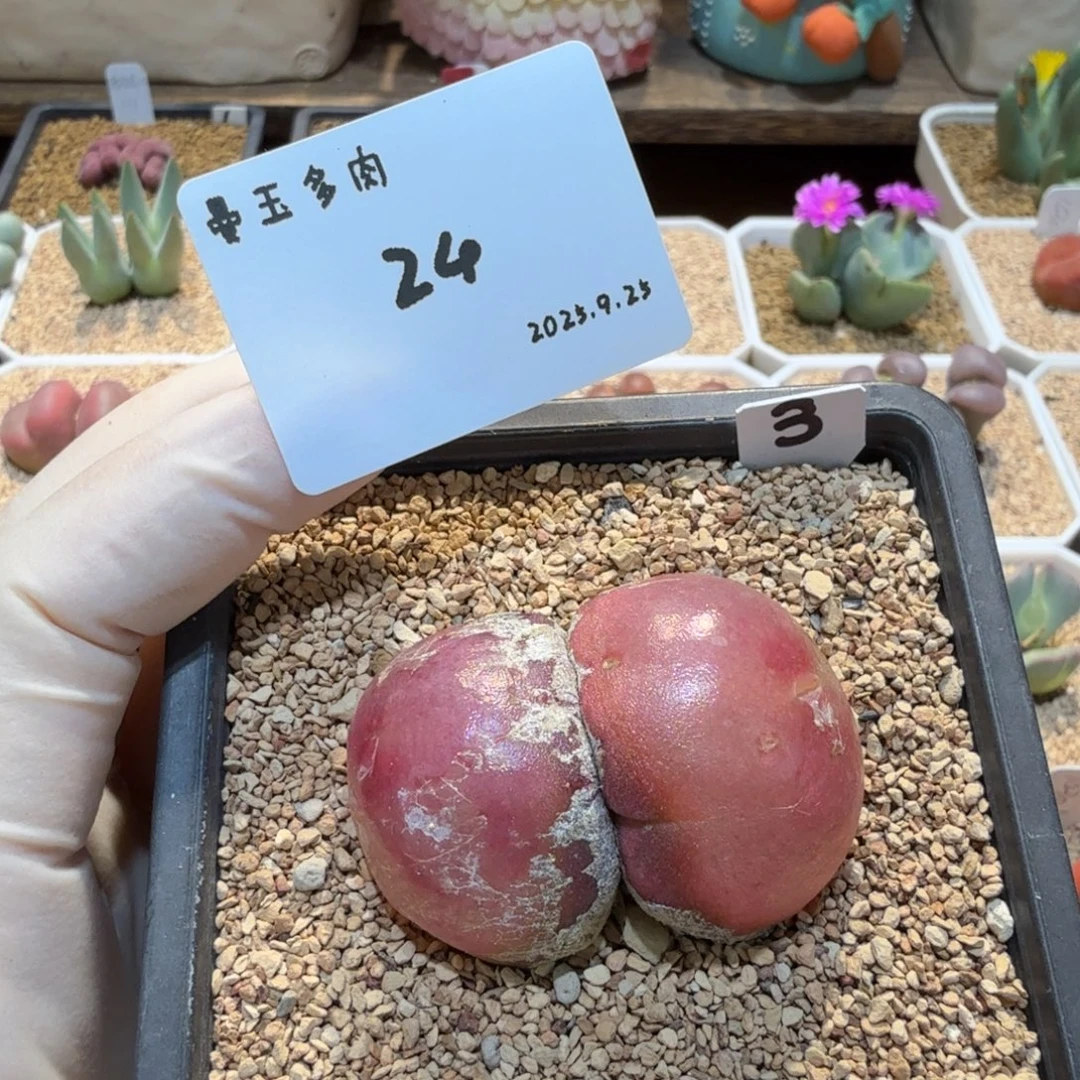 小***虾多肉多肉多肉9.25-024