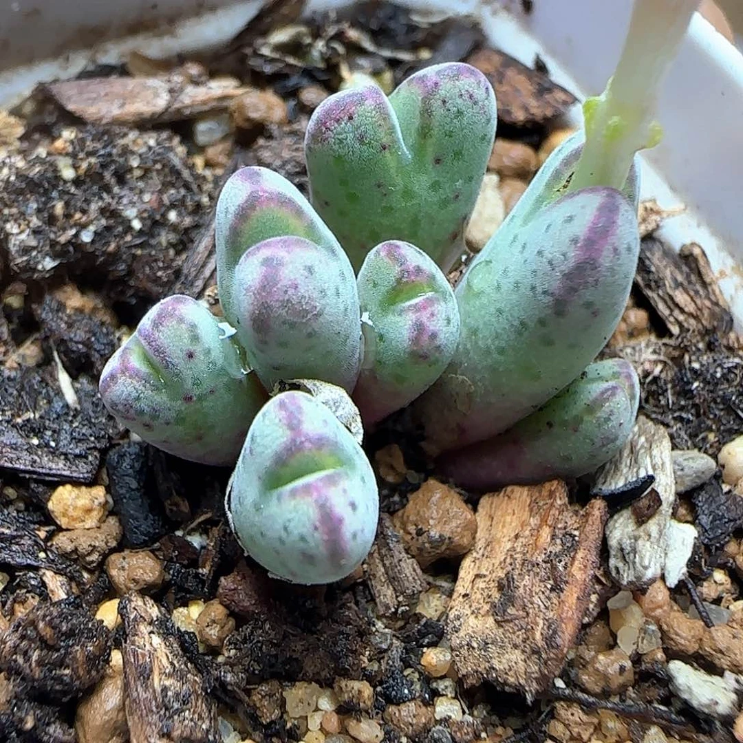 原始斑马杂交大特价。  54337