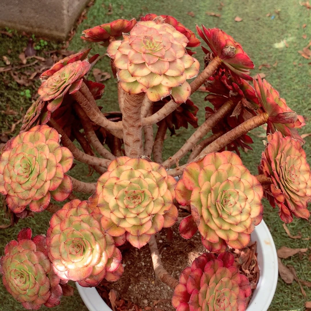 福利粉姬，多肉植物