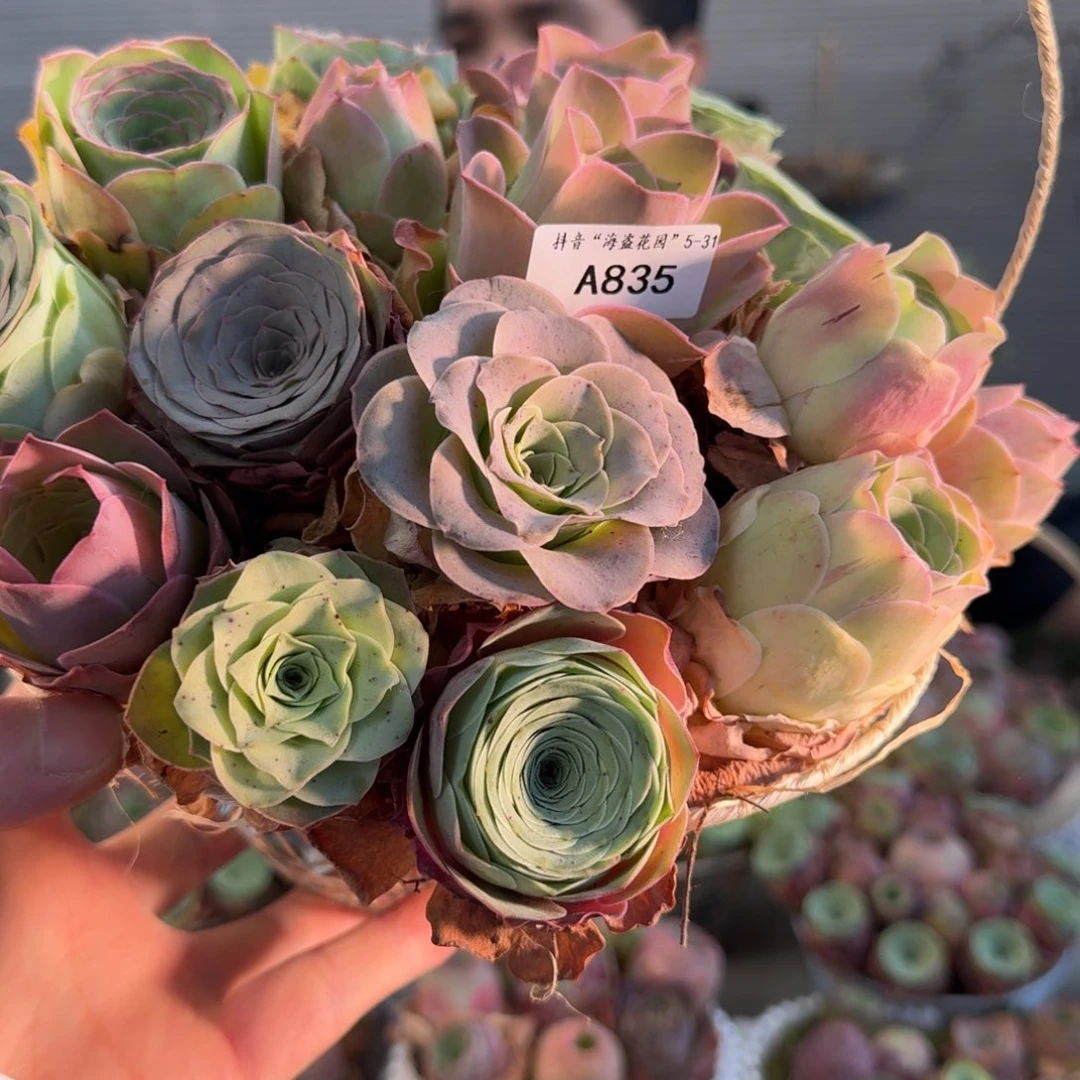 A835 铁艺花篮玫瑰组合