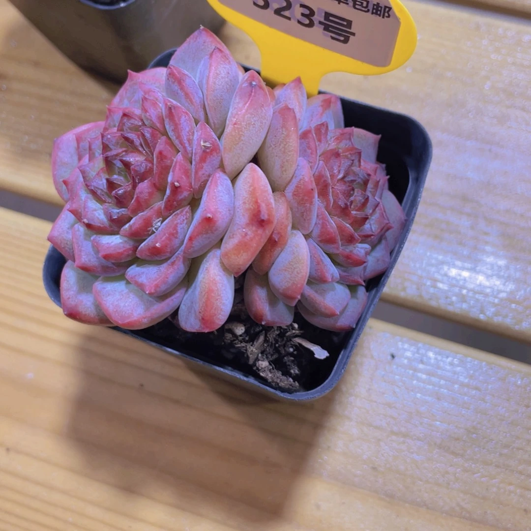 523号 全状态天花板糖心