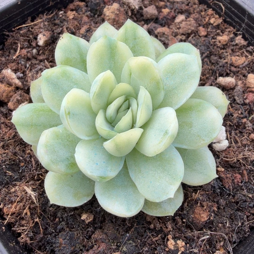 一颗多肉锦被人一锦