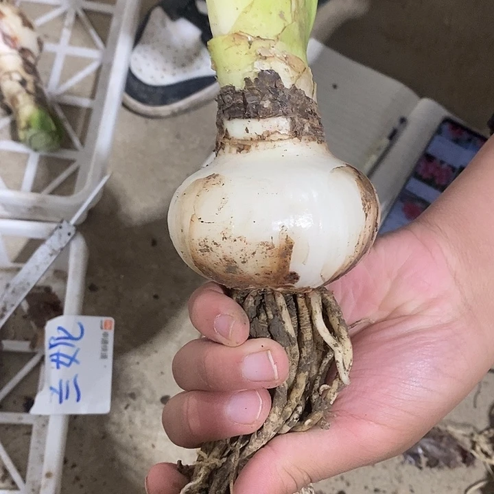 兰妮7公分以上朱顶红