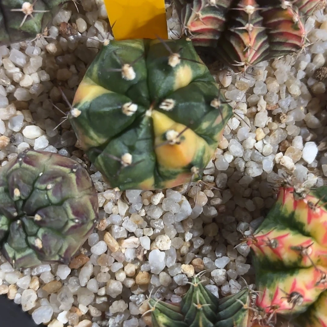 105-1005泰国发货多肉