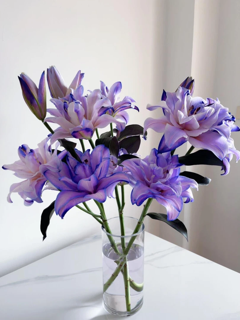【紫色-吸色重瓣百合】鲜花  发货后不支持仅退款 云南基地直发