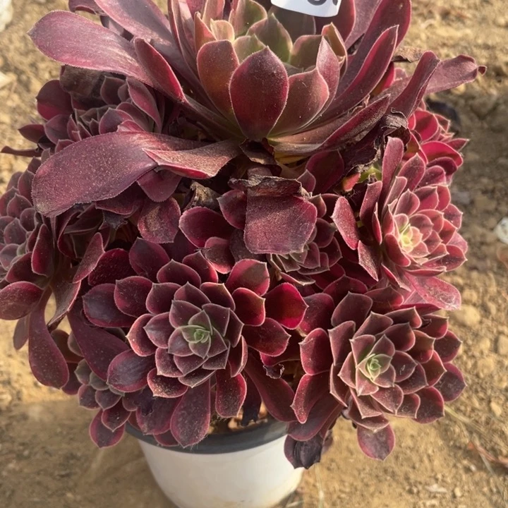 无花朵330多肉植物金丝雀