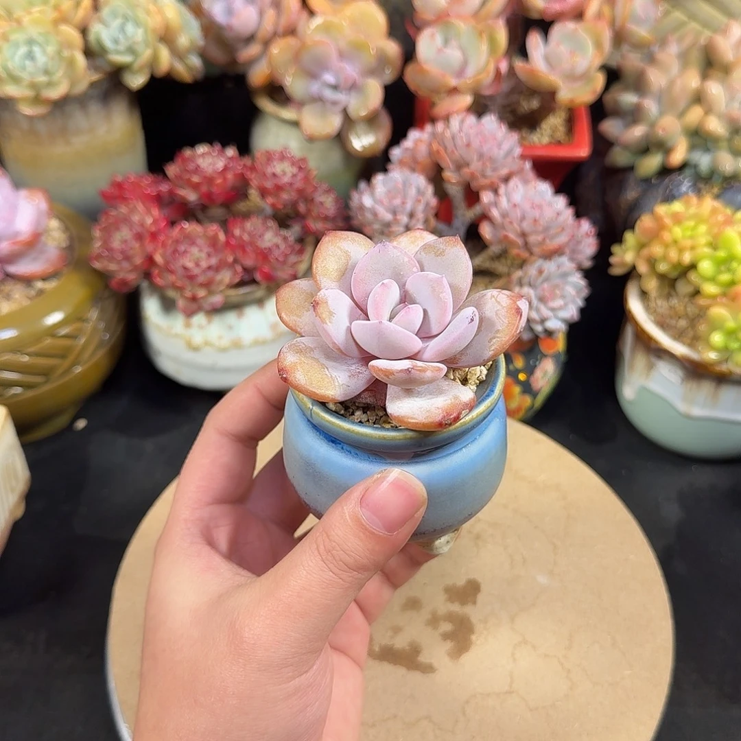 奶茶6cm带盆土发货包邮