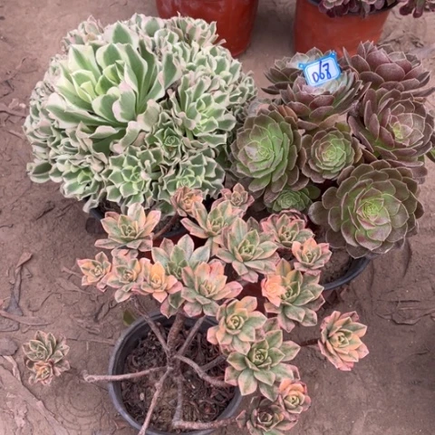 068多肉植物组合，