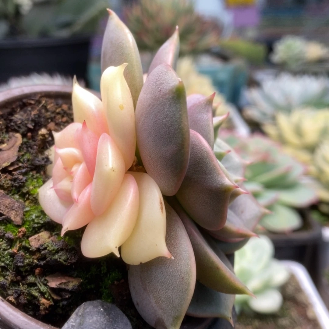 385贝加尔湖锦锦锦锦锦锦锦