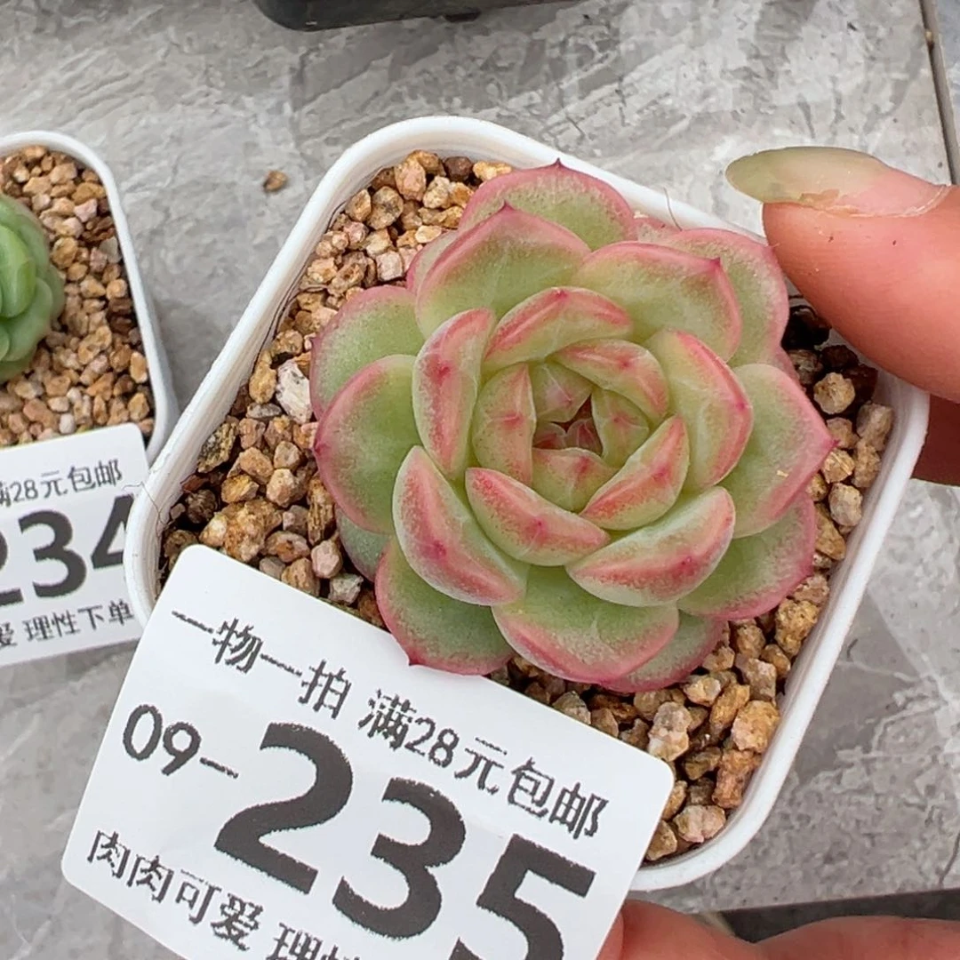 优选财富多多肉多肉多肉