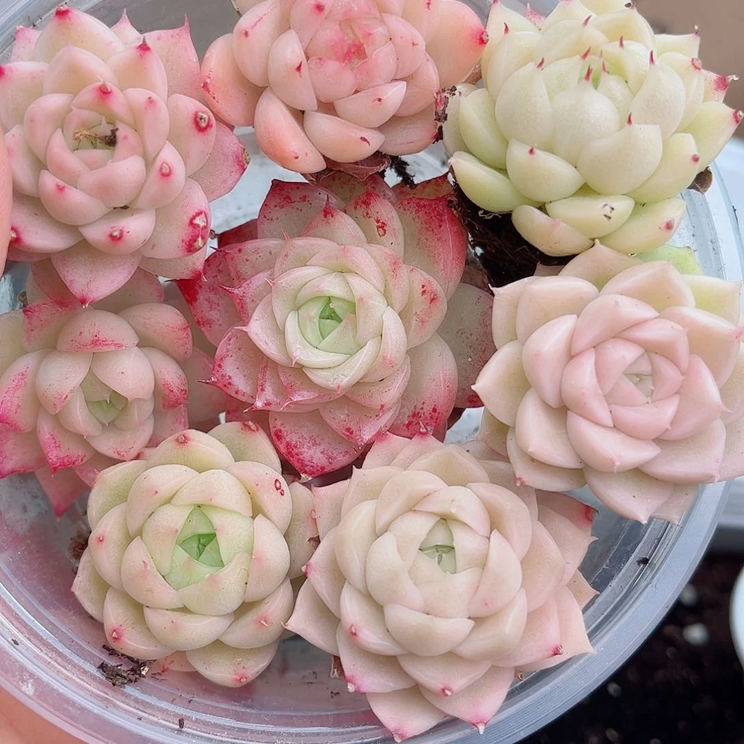 1-393 西藏内蒙内蒙不发 12.8包邮2-3公分多肉