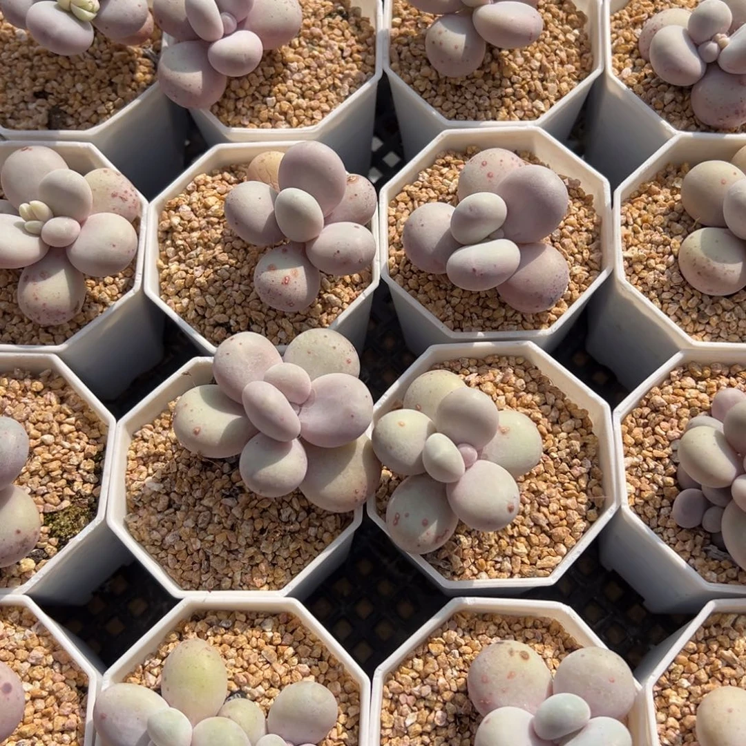 张张精品多肉蛋黄奶