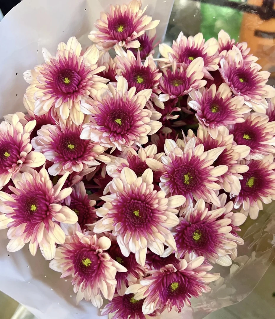 【波多丽小菊】云南基地直发小雏菊花鲜花