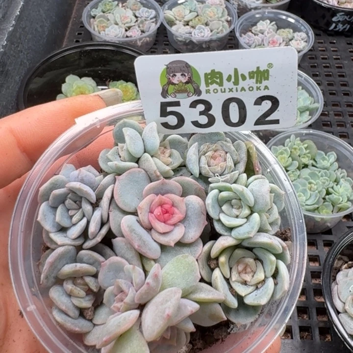 多肉植物多头植物
