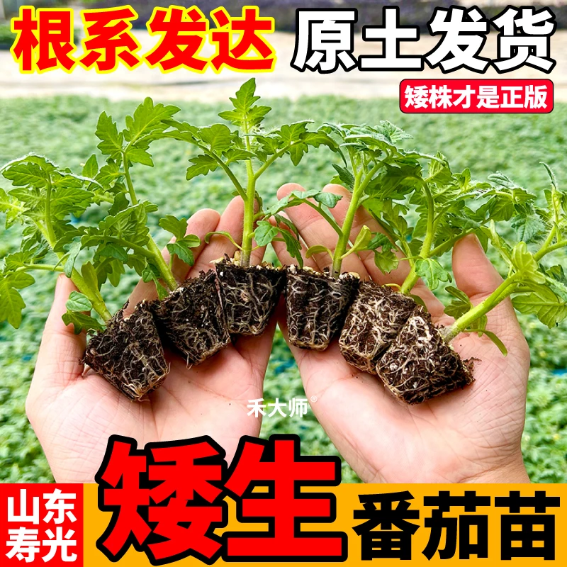 高产盆栽矮生黑小番茄苗秧带土观赏食用矮生黑红黄樱桃圣女果种苗