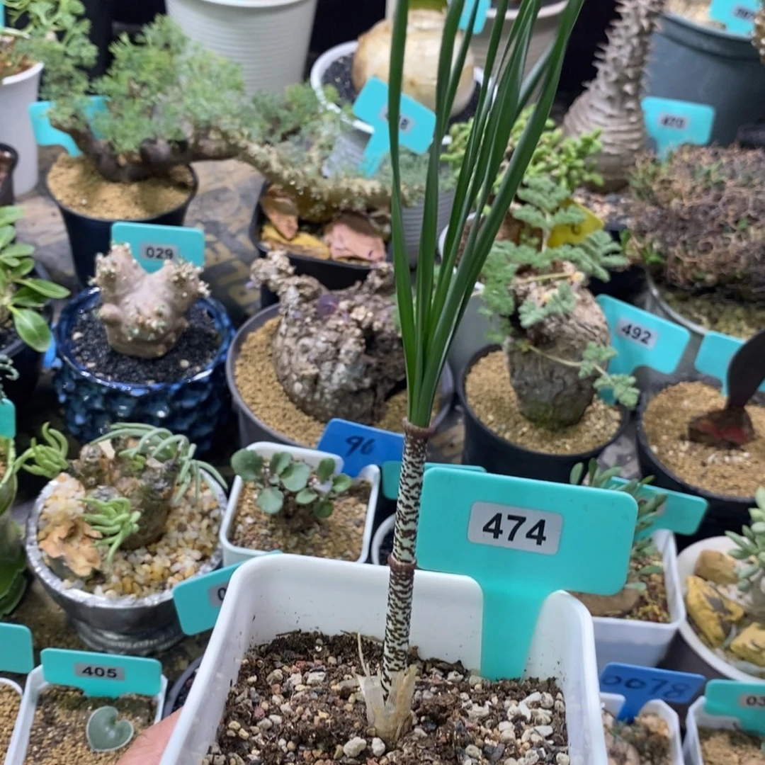 豹纹弹簧草产地多肉植物