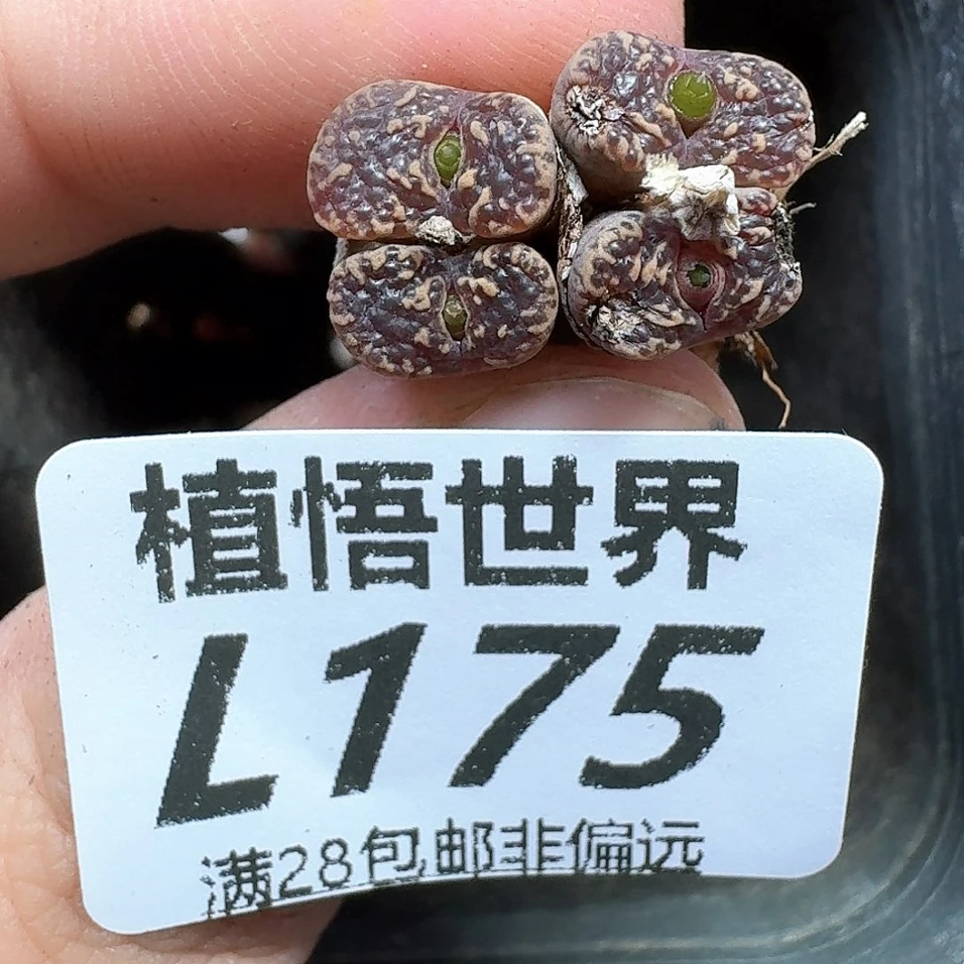 多肉植物的润泽地f