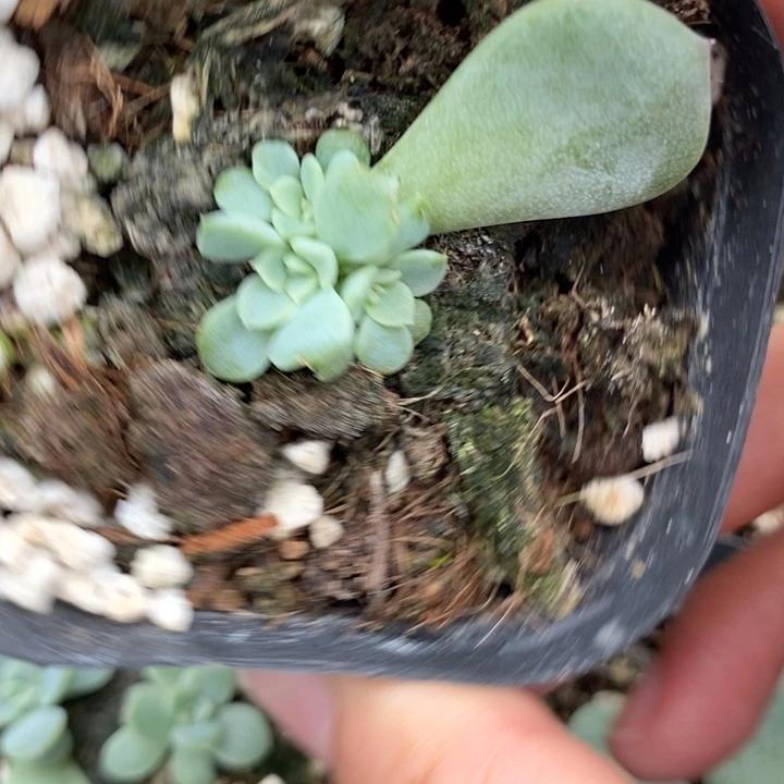 标492相柳一个多肉