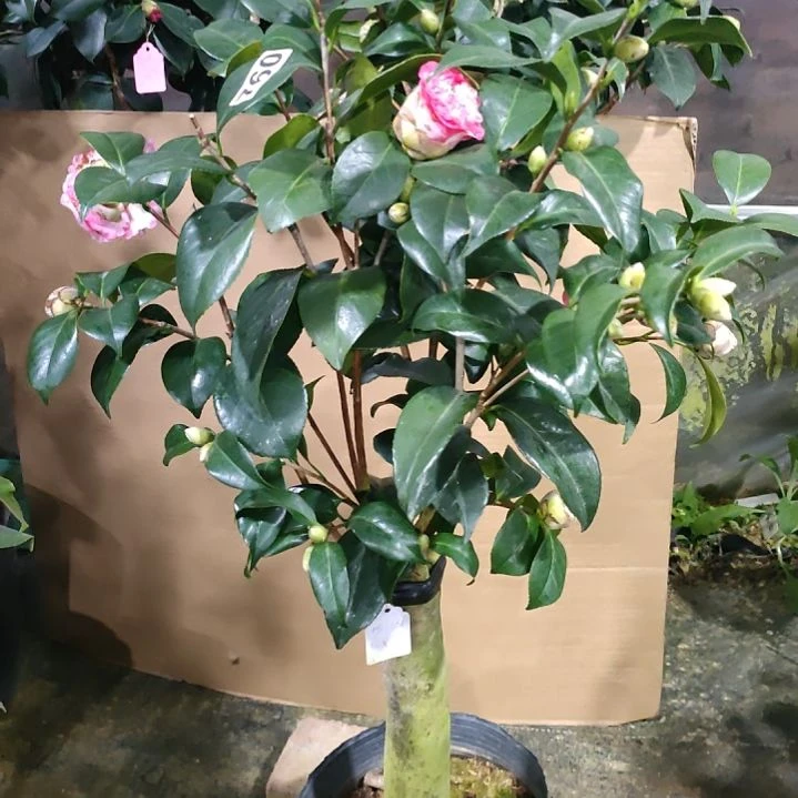 760宽彩带，粉玲珑，原盆原土发货