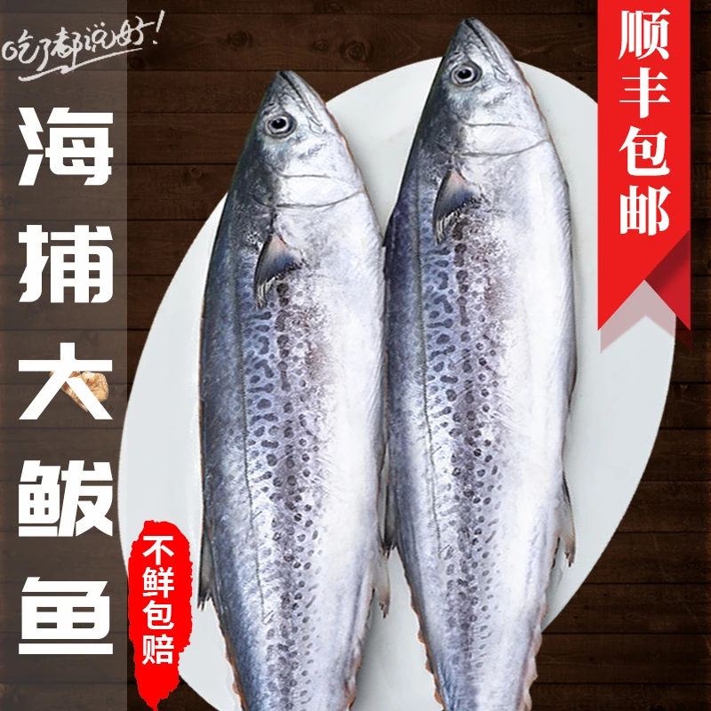 单条大鱼 10斤以上深海鱼燕鲅鱼蓝点马鲛鱼大号鱼品质鲅鱼扁马鲛