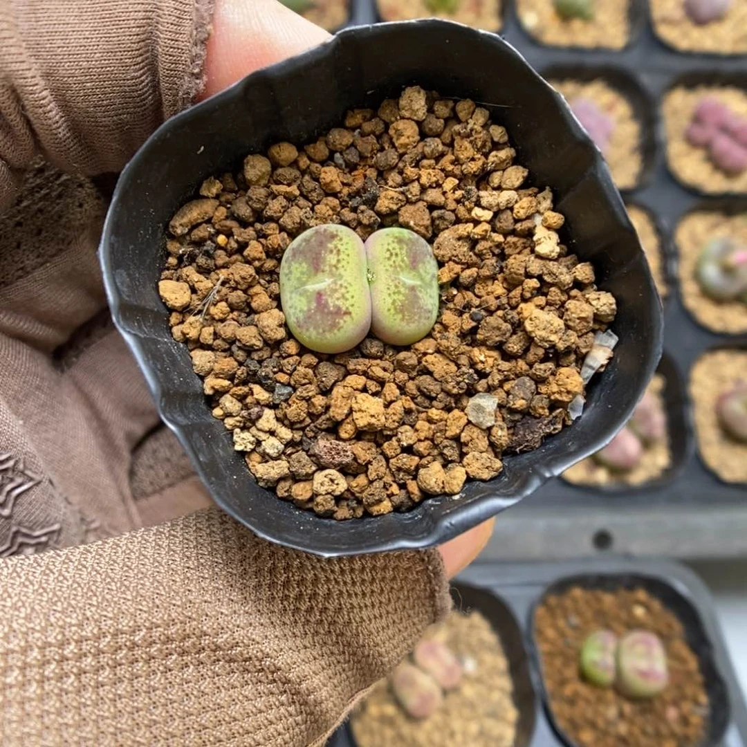 多肉植物肉锥杂交K-3491 墨杂