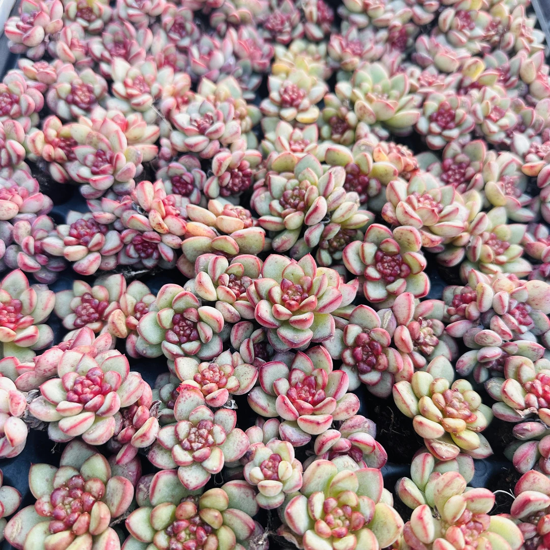 亚当多肉 三棵（以直播间展示为准）