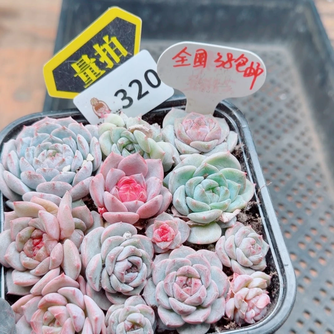 多肉植物多肉植物