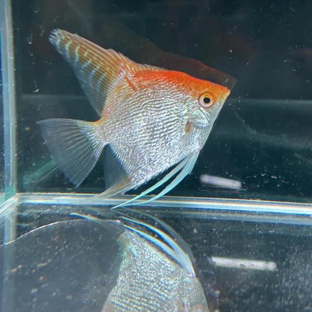 金顶神仙鱼燕鱼热带淡水观赏鱼