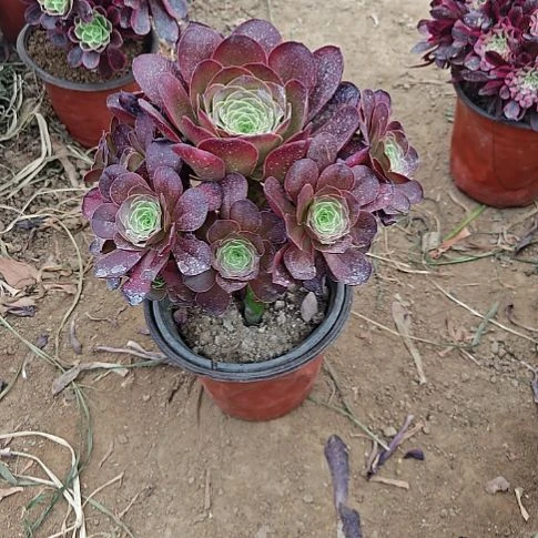 魅金玫瑰加急发货2