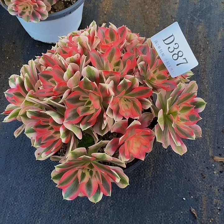 387粉女巫多肉植物