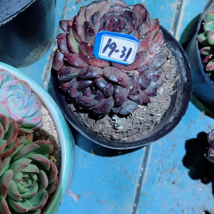 *****精品多肉植物老桩
