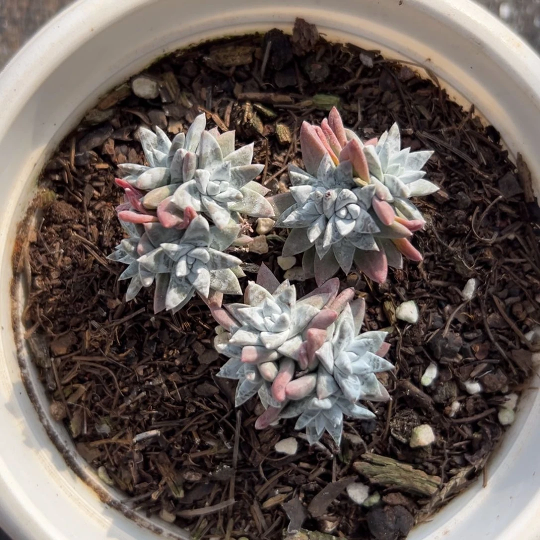 闪购1多肉白菊小群