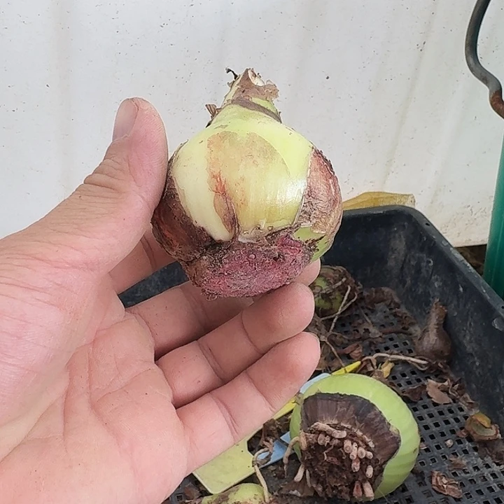 翠羽丹霞朱顶红一棵6.0丑球
