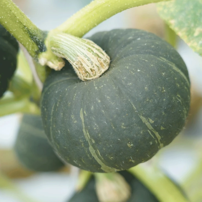 贝贝小南瓜香甜饱腹粗粮代餐