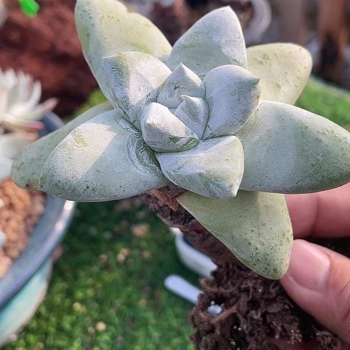 星星拇指粗桩福利